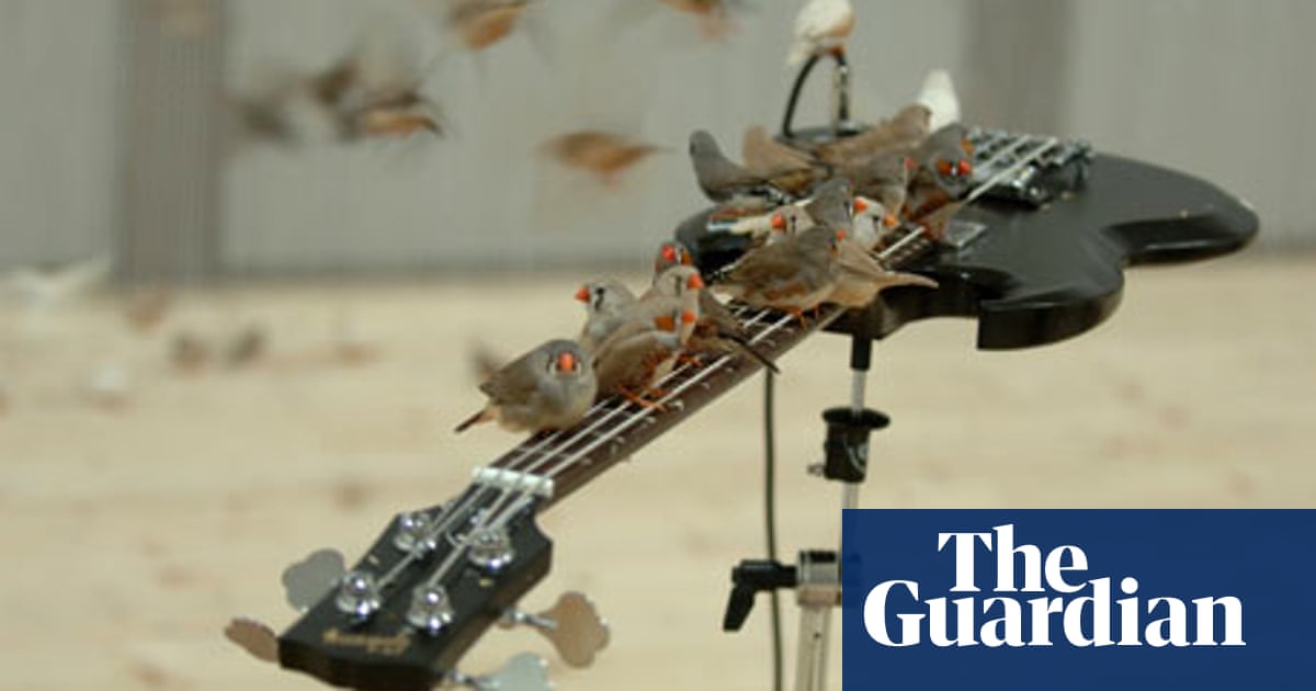 Artist Of The Week 78 Celeste Boursier Mougenot Art The Guardian