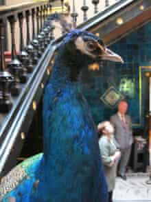 A stuffed peacock stands at the bottom of the stairs