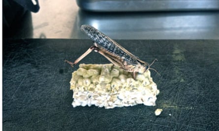 Denmark - fried mould with grasshopper, Nordic Food Lab, Copenhagen