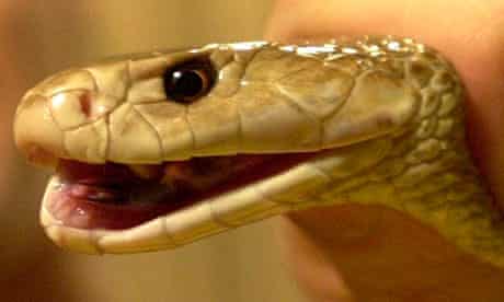 The world's deadliest snake