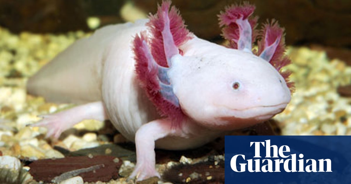 Mexican Marvels Dbc Pierre And The Axolotls Dbc Pierre The Guardian Mexican Marvels Dbc Pierre And The Axolotls Dbc Pierre The Guardian
