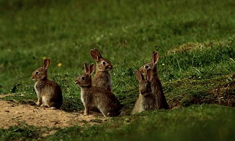 Young rabbits