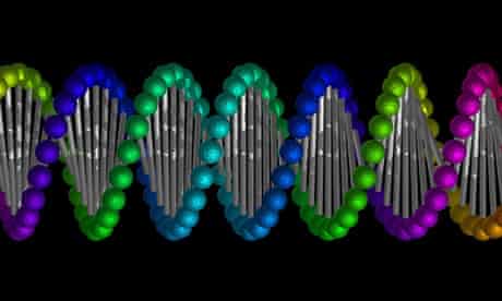 A model of the double helix structure of DNA