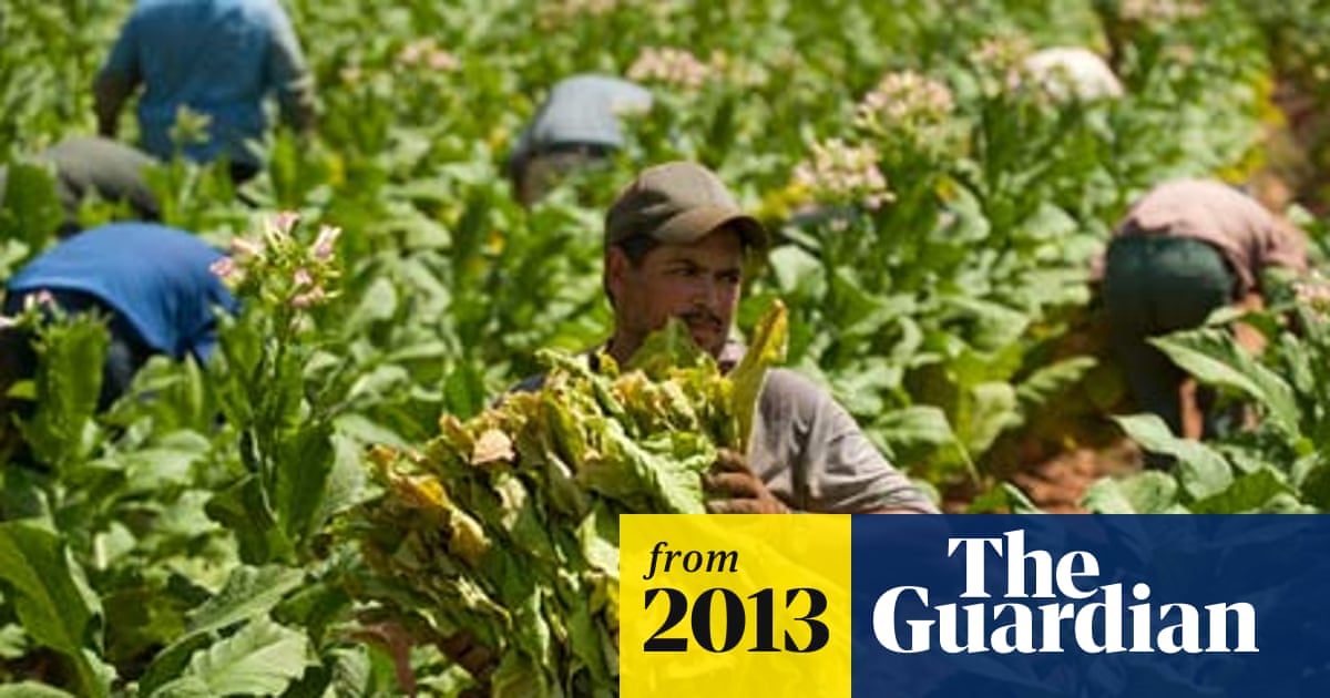 where can i get tobacco seeds Virginia Gold Tobacco Seeds where can i get tobacco seeds Virginia Gold Tobacco Seeds