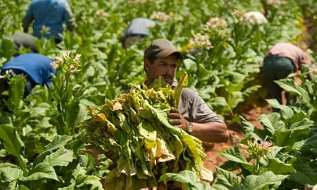 General Views Of Tobacco Harvest At Eaton Farms
