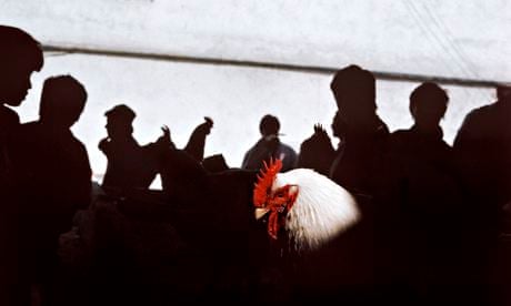 Gueorgui Pinkhassov's best photograph: a rooster in a Tashkent bazaar | Photography | The Guardian