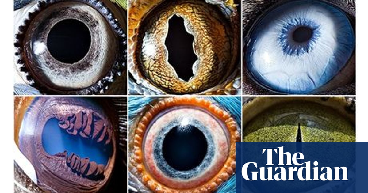Eyeballed: Suren Manvelyan's eerie animal close-ups are judging you |  Photography | The Guardian