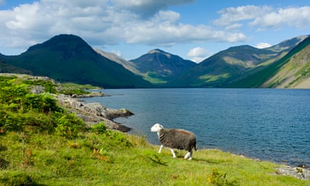 The Shepherd S Life A Tale Of The Lake District By James Rebanks Review Autobiography And Memoir The Guardian