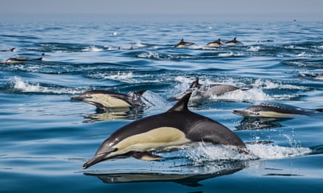 Jumping for joy: The dolphins which don't stop playing even when