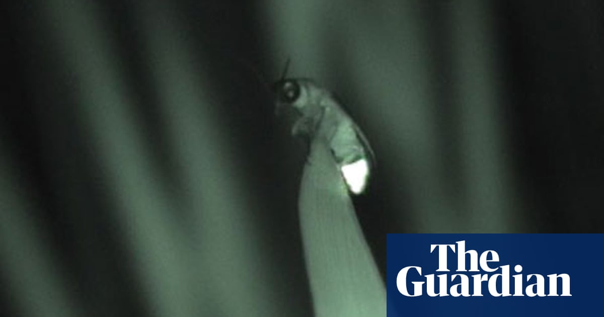 Poem Of The Week Fireflies By Frank Ormsby Books The Guardian