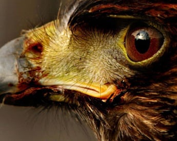 Harris hawk
