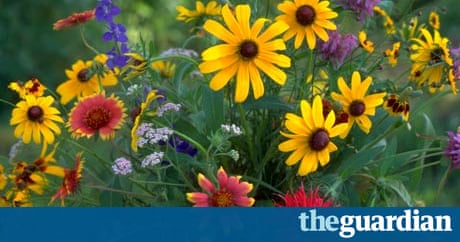 auto colorful format 2 brilliant anthologies children's Books poetry Blooming auto colorful format 2 brilliant anthologies children's Books poetry Blooming