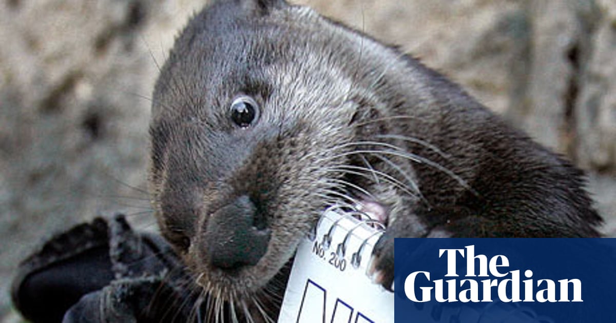 Miriam Darlington S Top 10 Literary Otters Science And Nature Books The Guardian Miriam Darlington S Top 10 Literary Otters Science And Nature Books The Guardian