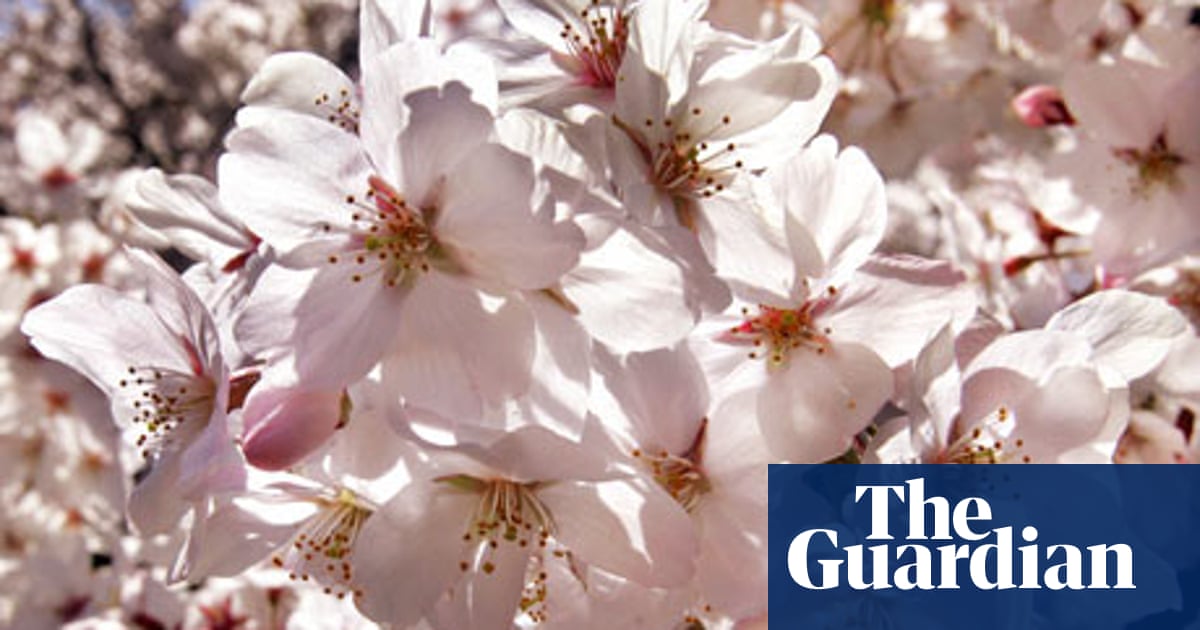 Poster poems: haiku and senryu | Books | The Guardian