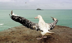 Image result for the albatross by charles baudelaire