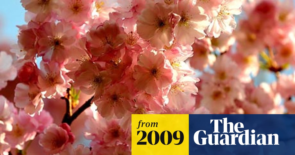 Gardens Of 50 January Cherry Blossom And Winter Buttercup Blooms Climate Crisis The Guardian Gardens Of 50 January Cherry Blossom And Winter Buttercup Blooms Climate Crisis The Guardian