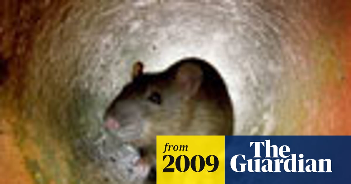 Do Compost Bins Attract Rats? Truths Every Gardener Must Know
