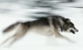 How Wolves Change Rivers - video | Science | The Guardian