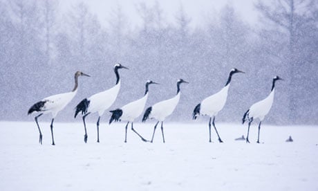 Red-Crowned Cranes on Feeding Grounds in Winter