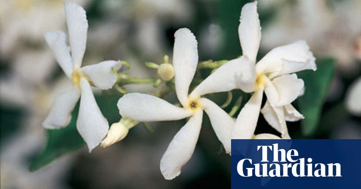 Poem Of The Week Jasmine By John Eppel Books The Guardian
