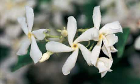 Winter jasmine flowers