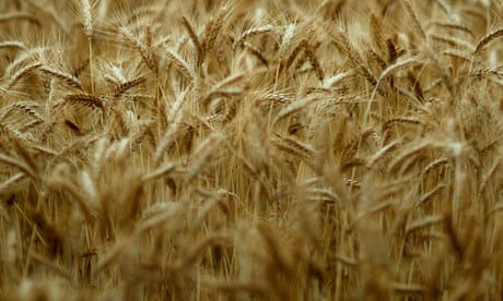 wheat in Australia