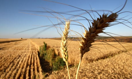 Brazil's Grain Production