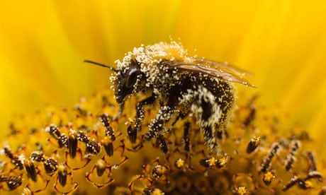 A bee collects pollen from a sunflower