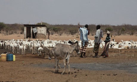 Kenyan herdsmen wait with their animals for water
