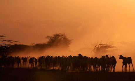 A herd of goats are seen in a field at Dadaab refugee camp