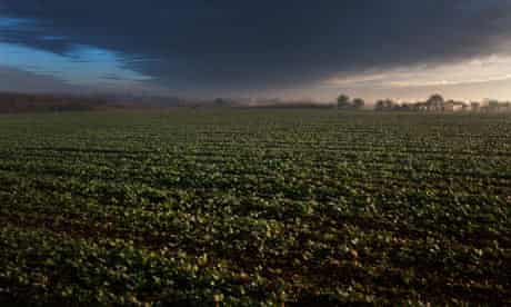 Stormy clouds over a field of sugar beet
