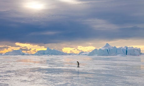 Emperor Penguin on Ice, Antarctica