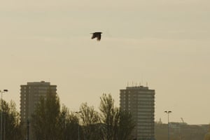 bird flying over london