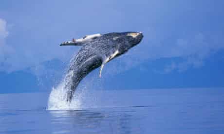 Young Humpback Whale Breaching in Frederick Sound