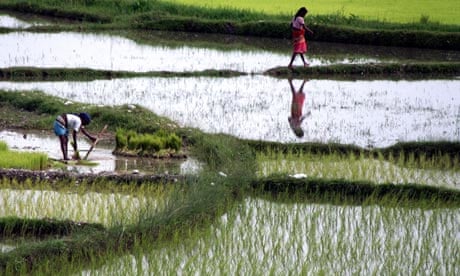 Nepalese women work at a paddy field