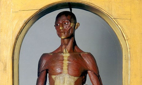 wax figure in Florence’s La Specola zoological museum