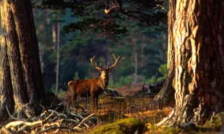 A red deer stag in the Scottish highlands