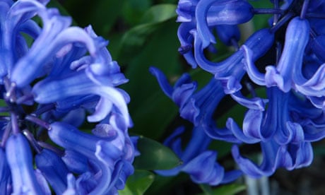 True to form … blue hyacinths