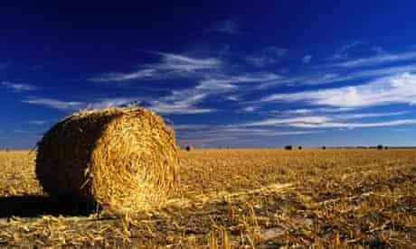 A hayfield under a blue sky