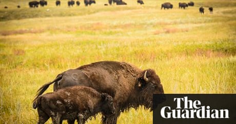 Butcher's Crossing by John Williams – review | Books | The