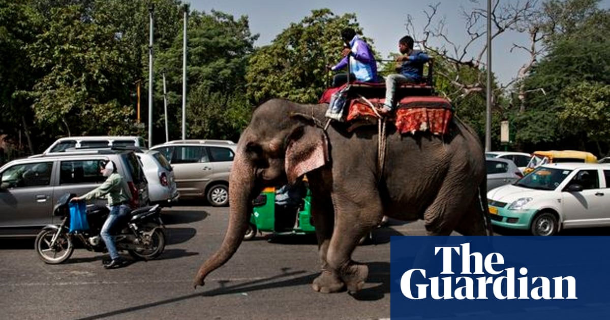 End Of The Road For New Delhi S Elephants India The Guardian End Of The Road For New Delhi S Elephants India The Guardian