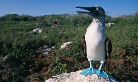 Blue Footed Boobie in Galapagos Islands National Park