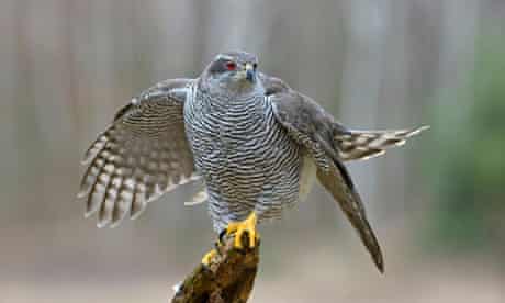 'Murderous, difficult to tame, sulky, fractious and foreign' … a northern goshawk. 