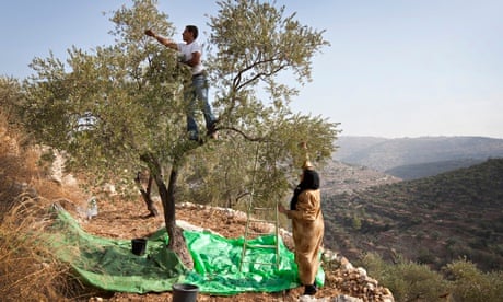 Olive harvesting in the West Bank