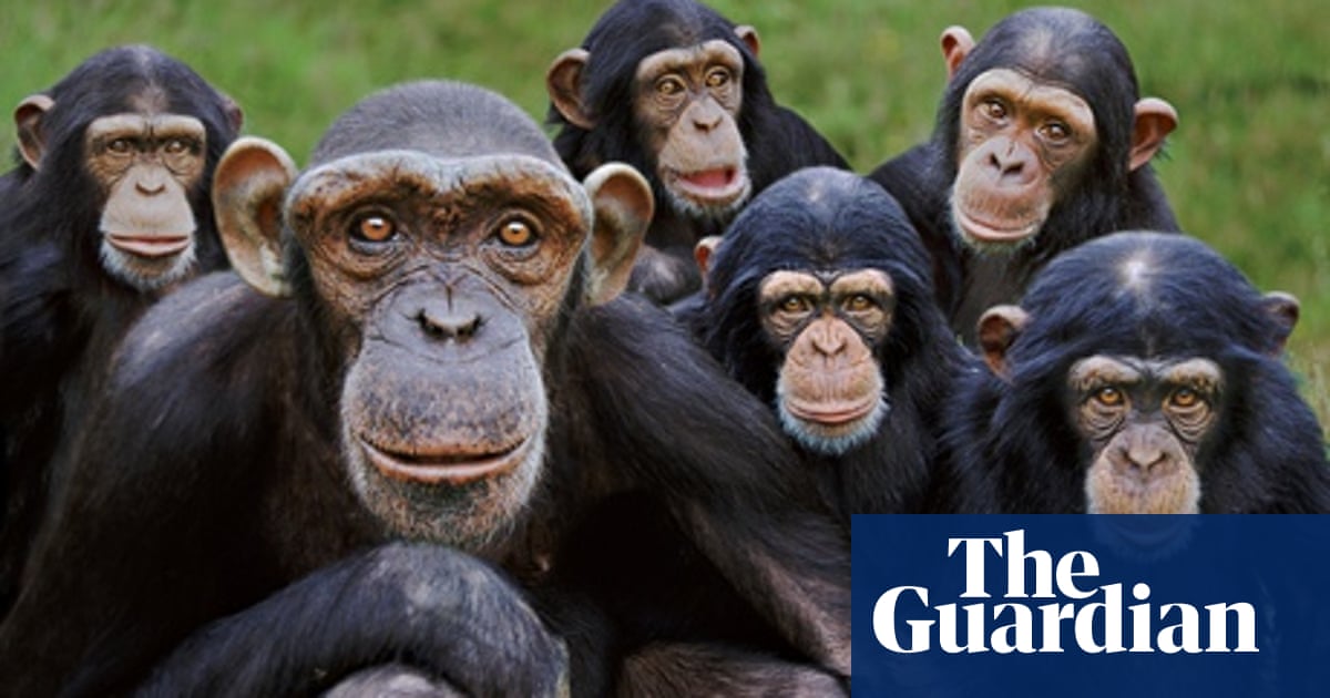 Ten Of The Best Collective Nouns Written Language The Guardian