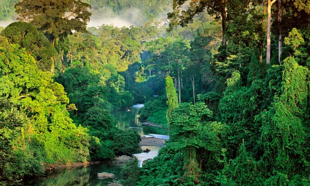 ‘Catling’s themes are about forms of psychic and physical colonisation’ … a rainforest in Borneo.
