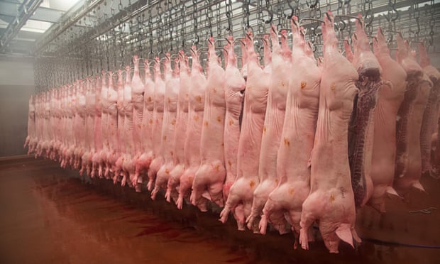 https://i.guim.co.uk/img/static/sys-images/Books/Pix/pictures/2015/9/24/1443105958645/Pig-carcasses-hanging-in--009.jpg?w=620&q=55&auto=format&usm=12&fit=max&s=d9576905b3c953d04d4a5f28d588d6f3