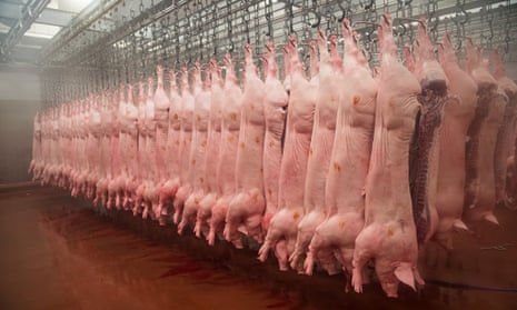 Pig carcasses hanging in an abattoir