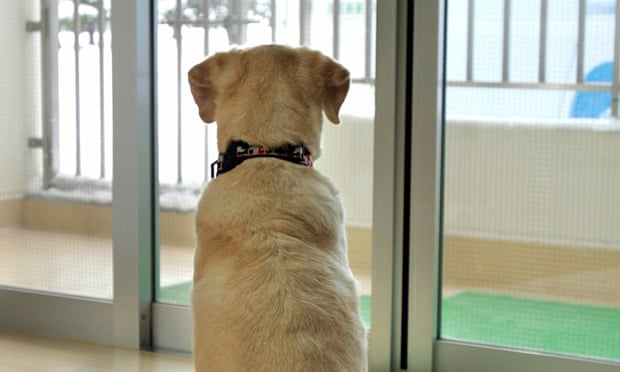 A back view of a dog looking out a window