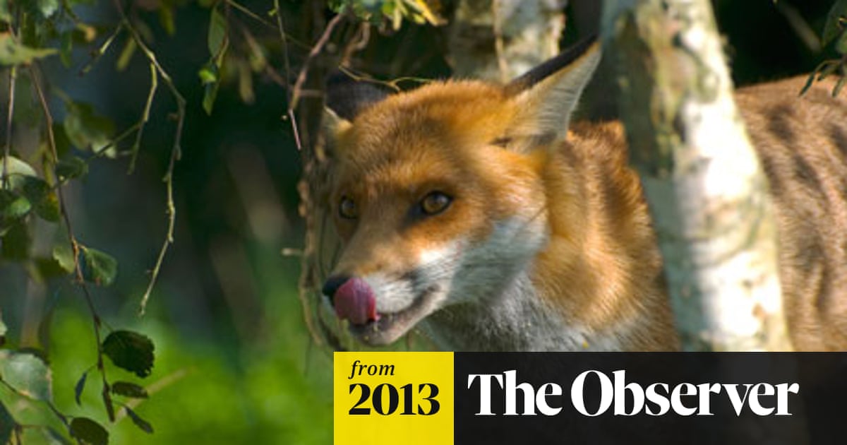 My Battle With The Urban Fox Environment The Guardian